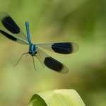 9 02 - Male alighting