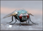 Fly 2