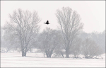 Snow along the River Elbe #6
