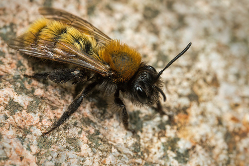 [i]Andrena fulva[/i] female warming-up on a rock. Staffordshire, May 2015.