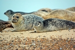 Common Seals