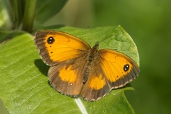 Gatekeeper