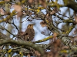 Song Thrush