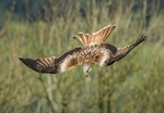 Red kite diving