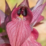 Scarce Serapias (Serapias neglecta)