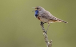 Male Bluethroat