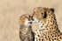 Cheetah & Cub