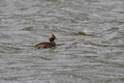 2016-01-30-03-56-24 NIKON D500 700mm f8 1-640 iso200_247