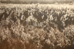 Somerset Levels, reed bed_ 0954
