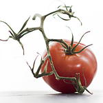 Food portfolio