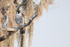 Peregrine Falcon looks out from perch, Blue Cypress Lake, Florida