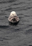 SBF016: Sleeping fulmar