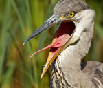 Grey Heron - Ardea cinerea