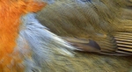 Robins portfolio