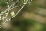 Mountain Elaenia portfolio