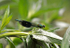 Banded Demoiselle