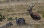 Cerf