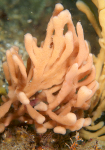Haliclona oculata