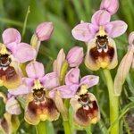 Ophrys tenthredinifera (Sawfly_ophrys)