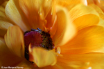 Flowers 16 - 11