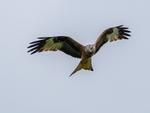 Red Kite