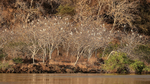 Cattle Egret roost, Floreana, Galapagos