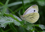 Green-Veined White