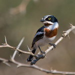 Chinspot Batis portfolio