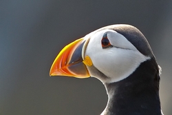 Puffin Portrait
