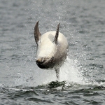 Bottlenose Dolphin