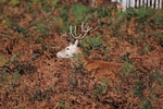 Red Deer
