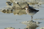 Broad-billed Sandpiper