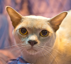 40th Supreme Cat Show NEC Birmingham portfolio