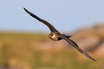 Arctic Skua in flight, Flatanger, Norway