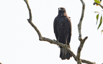 Changeable Hawk Eagle Dark Morpology