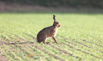 Brown Hare