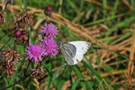 Small White