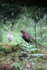 Male Phesant_AN076