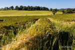 Fields of Barley - County Down