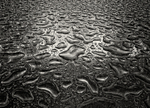 Water Droplets in Black & White Otley