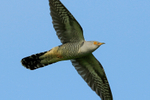 Cuckoo (male) flying showing underwings, Otmoor RSPB