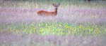 Roe Deer  _ AN 0045