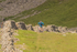 Ennerdale-1094