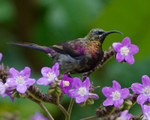 Tacazze Sunbird portfolio