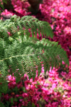 Bracken _ FL058