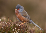Dartford Warbler 1