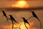 Southern Carmine Bee-eaters at sunset