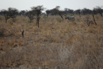 Black Rhino in the Trees