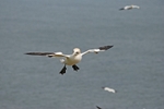 Gannet