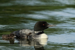 Great Northern Diver with chick, Minnesota, USA